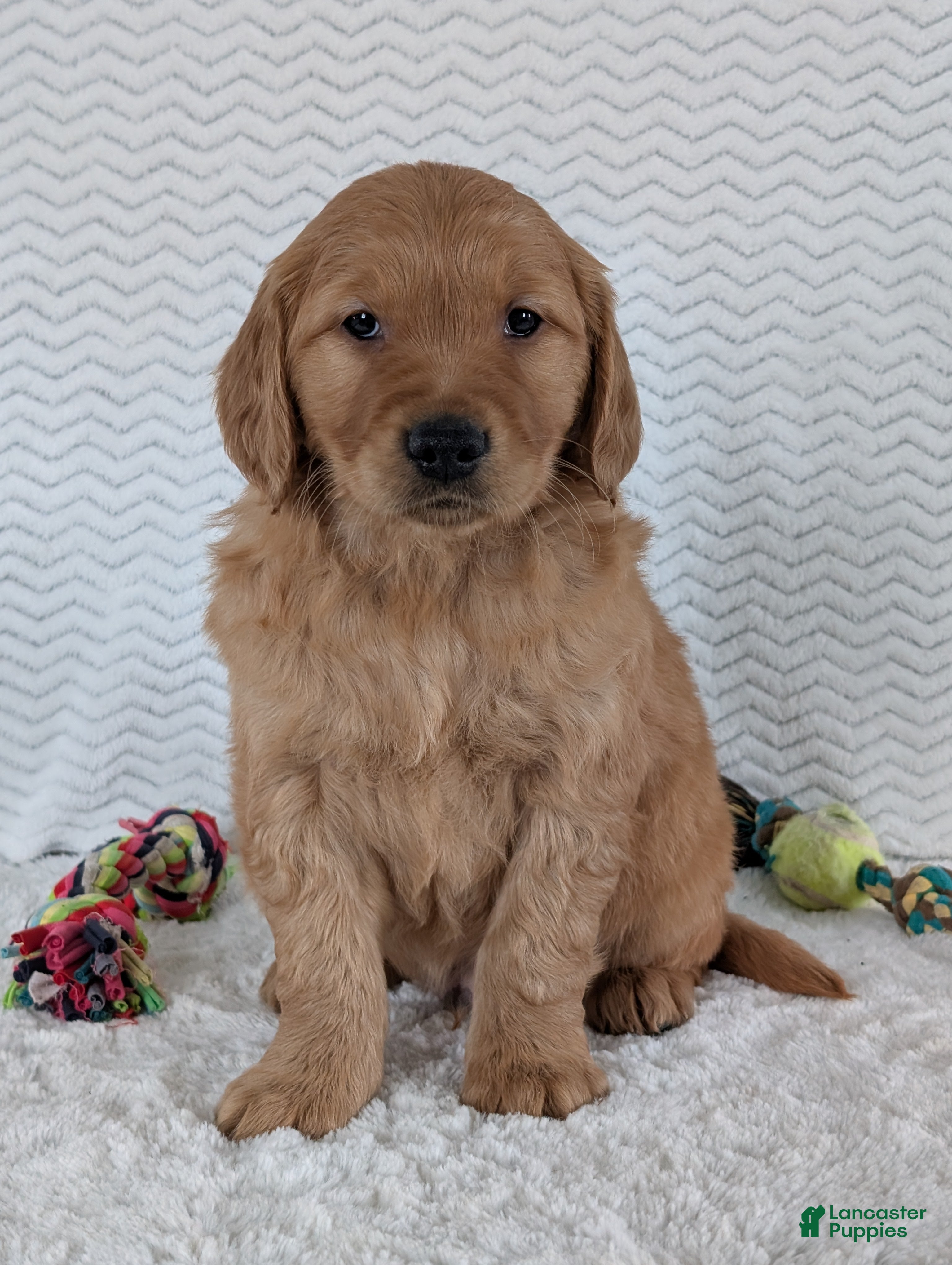 Golden Retriever dogs Brady - Ad 37