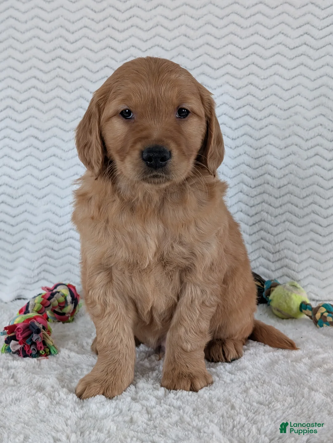 Golden Retriever dogs for sale: Brady - Ad 1