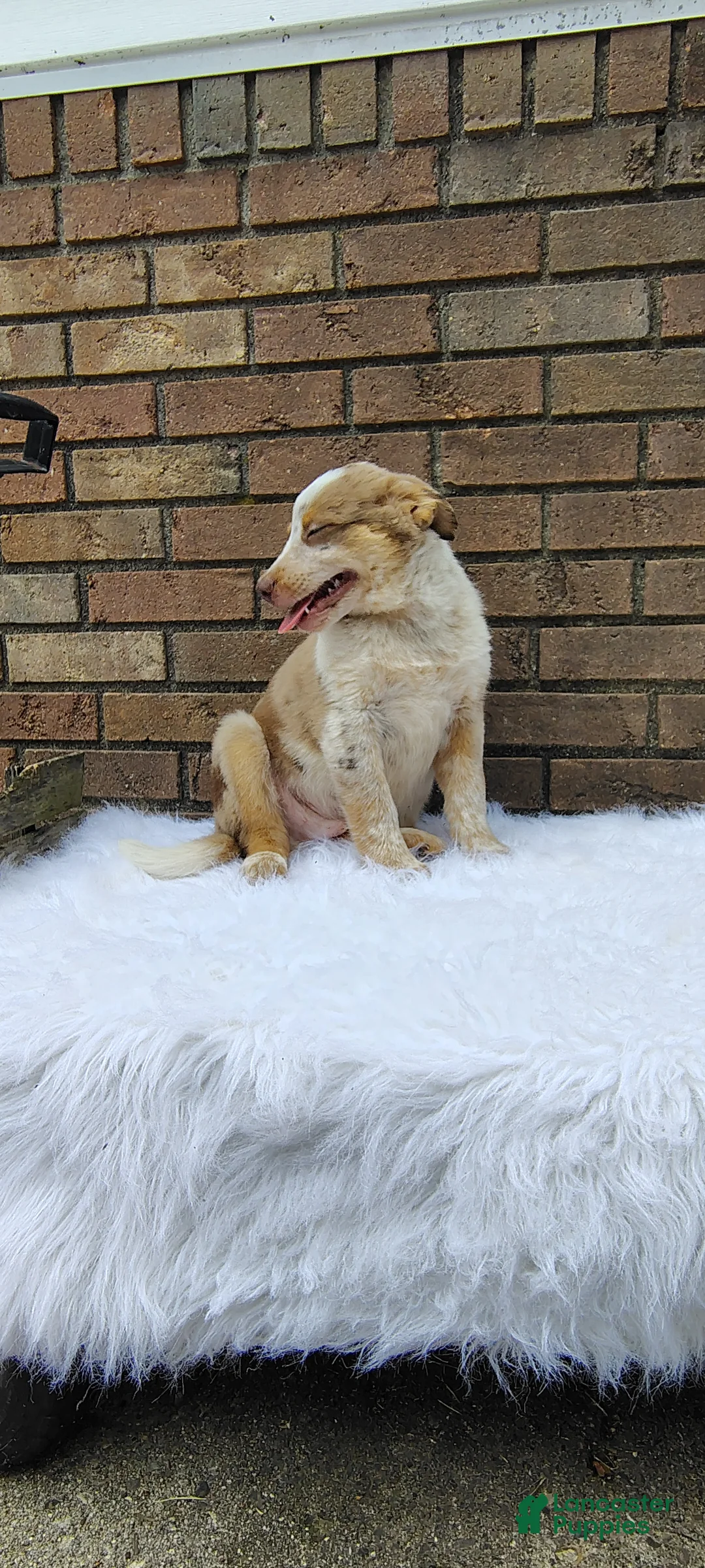Mixed Breed dogs for sale: Cash - Ad 7