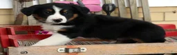Australian Shepherd dogs for sale: Midnight - Ad 7