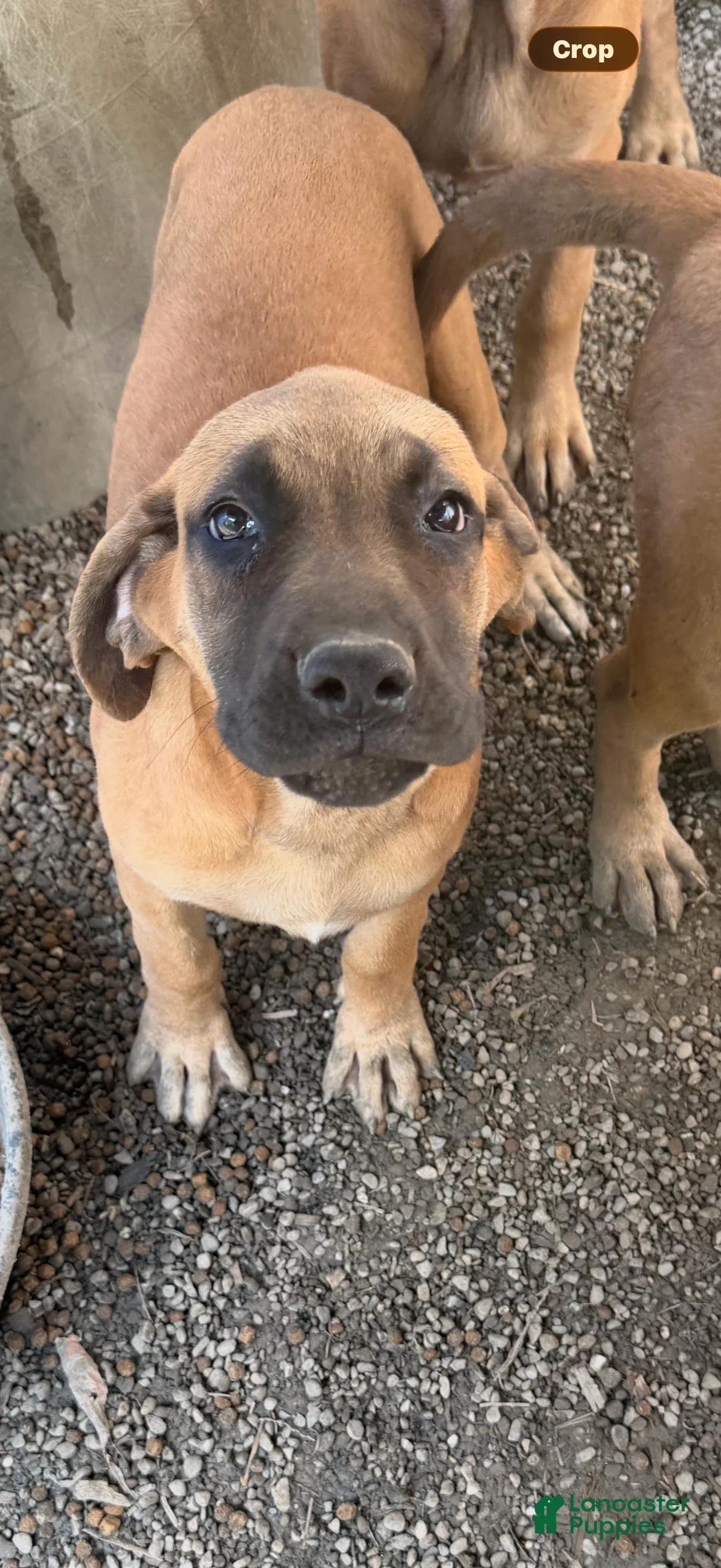 English Mastiff dogs for sale: Puppy 2 - Ad 2