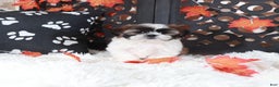 Shih Tzu dogs for sale: Zoro - Ad 4