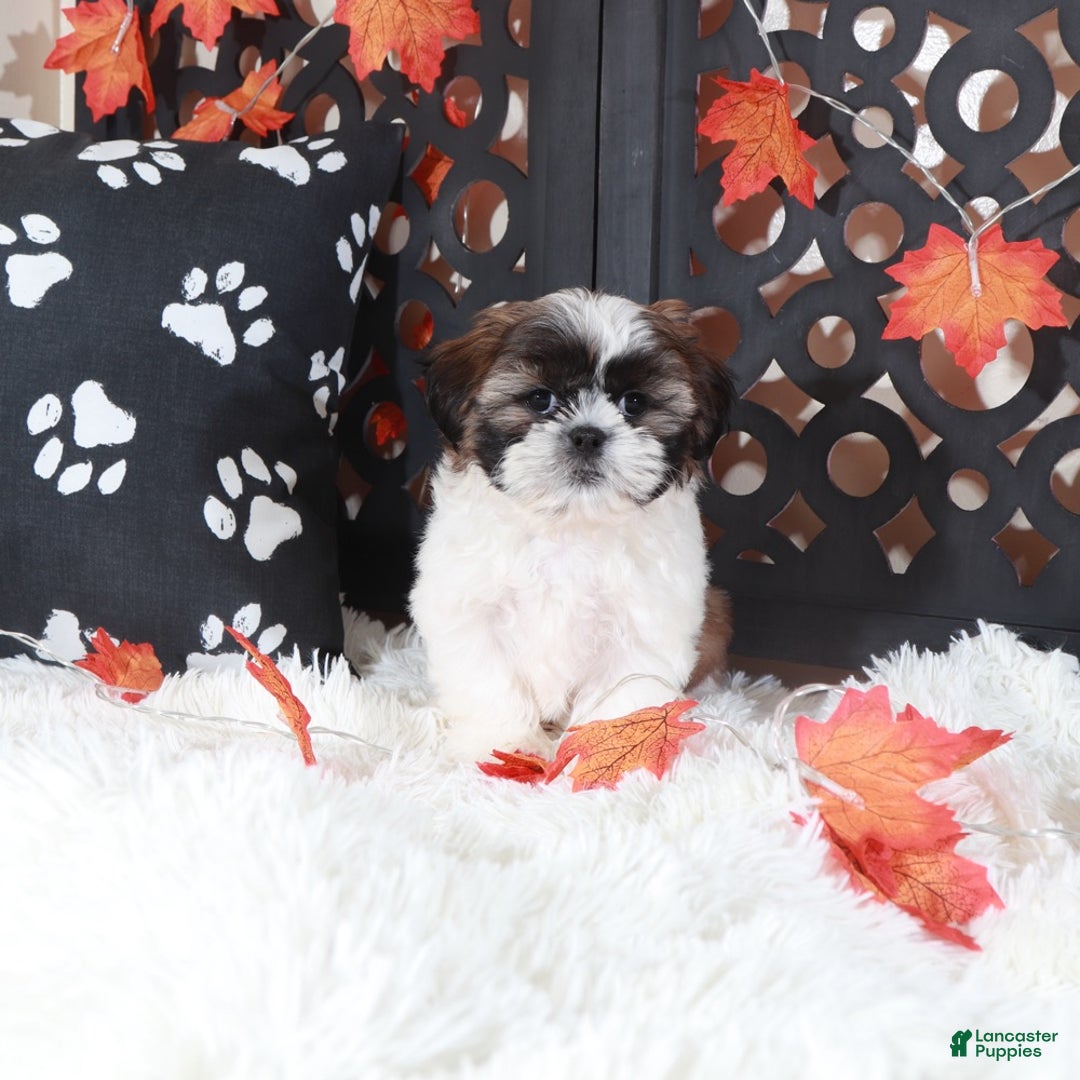 Shih Tzu dogs for sale: Zoro - Ad 4