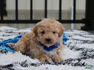 Bichpoo dogs Rolo - Ad 14