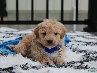 Bichpoo dogs Rolo - Ad 19