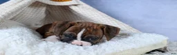 Boxer dogs for sale: Scarlett  - Ad 3
