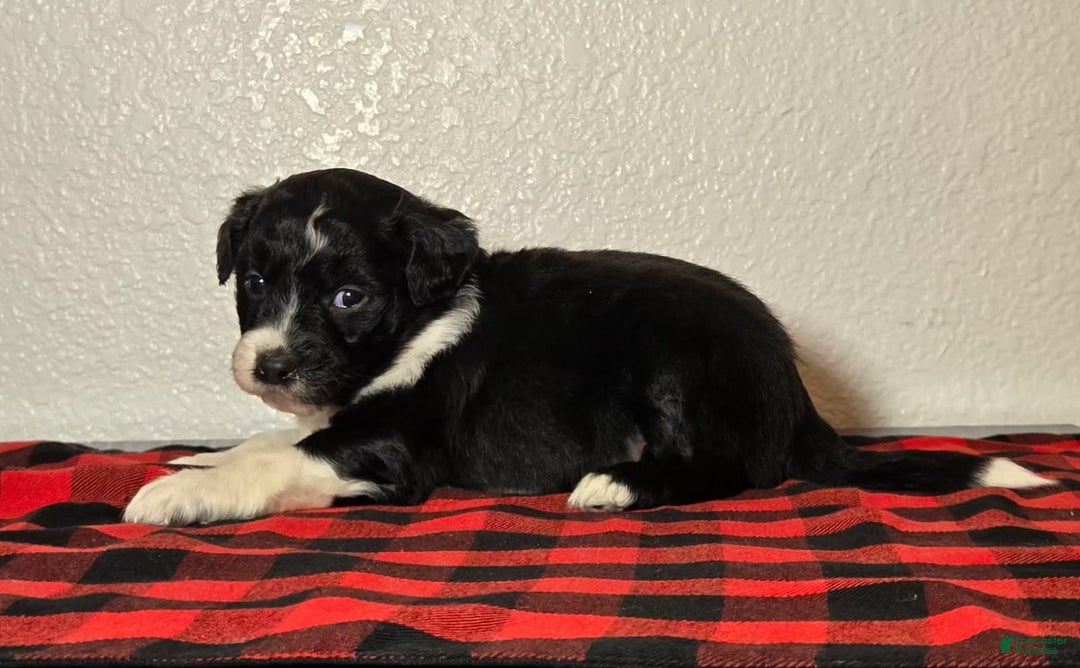 Mini Aussiedoodle dogs for sale: Finn – Male - Ad 2