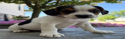 Beabull dogs for sale: Baxter - Ad 3