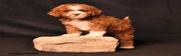 Toy Poodle dogs for sale: Dixie - Ad 2