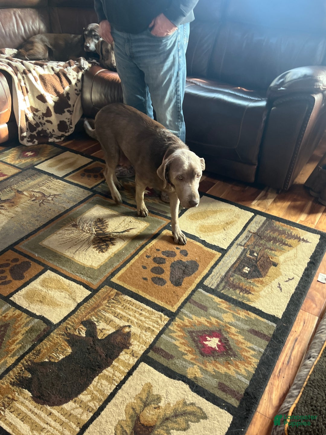 Labrador Retriever dogs for sale: Labrador Retriever Puppy 4 - Ad 2