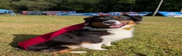 Australian Shepherd dogs for sale: Jumper  - Ad 5