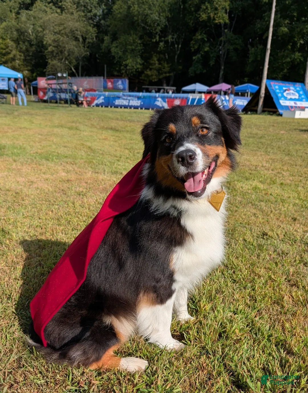Australian Shepherd dogs for sale: Jumper  - Ad 5