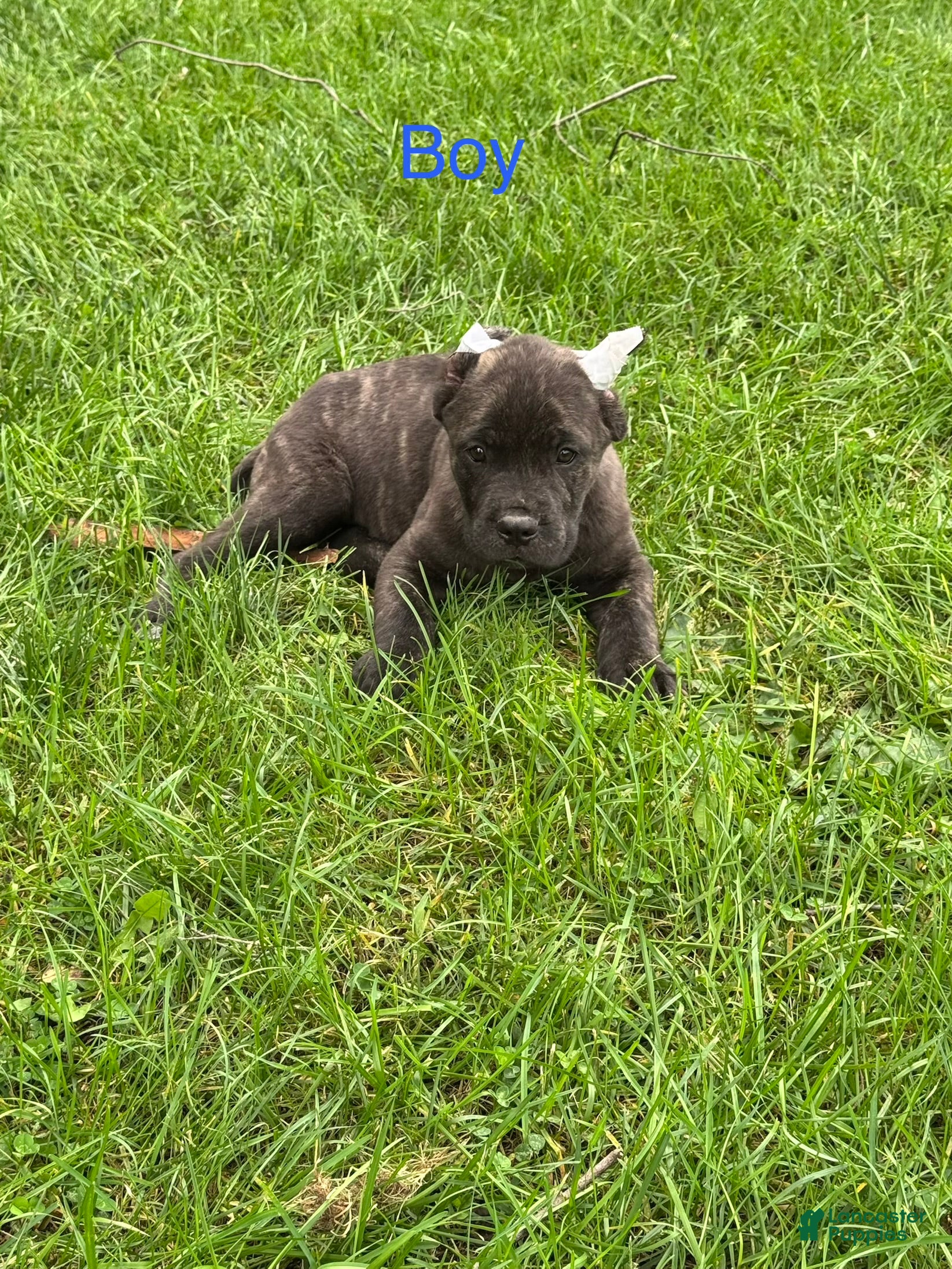 Cane Corso (Cane Corso, Male) in Warsaw, IN