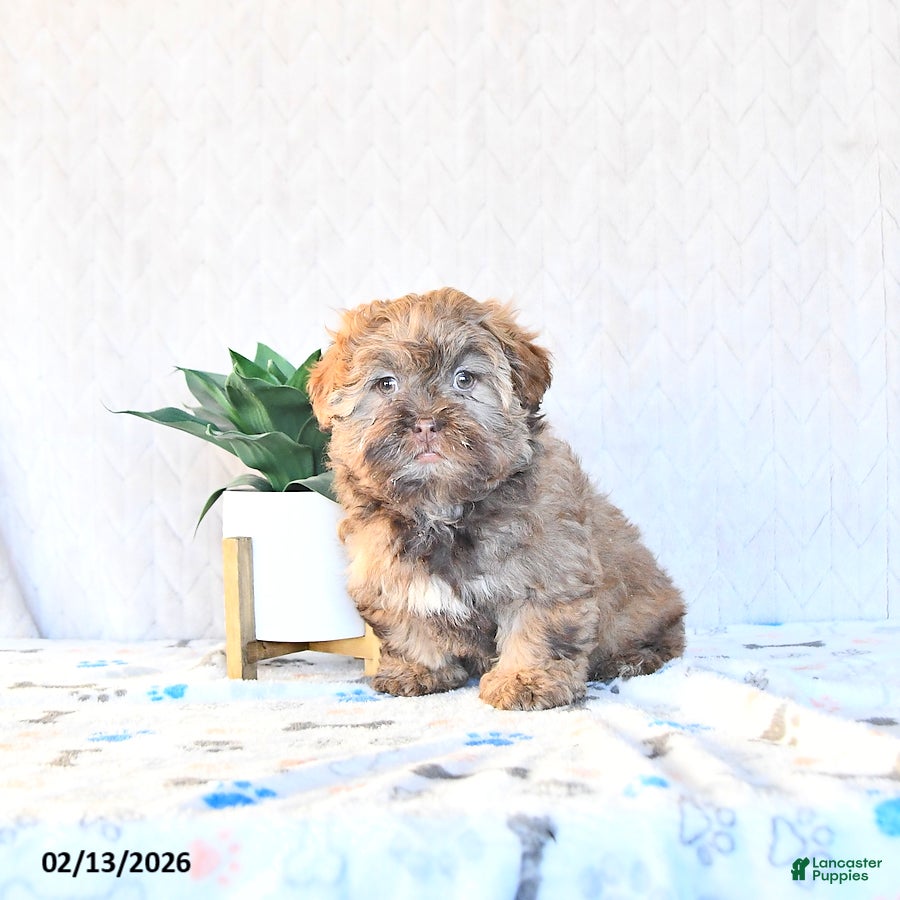 Shihpoo dogs Hazel - Ad 17