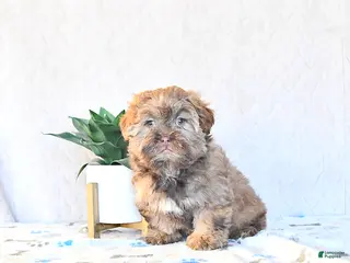 Shihpoo dogs Hazel - Ad 17