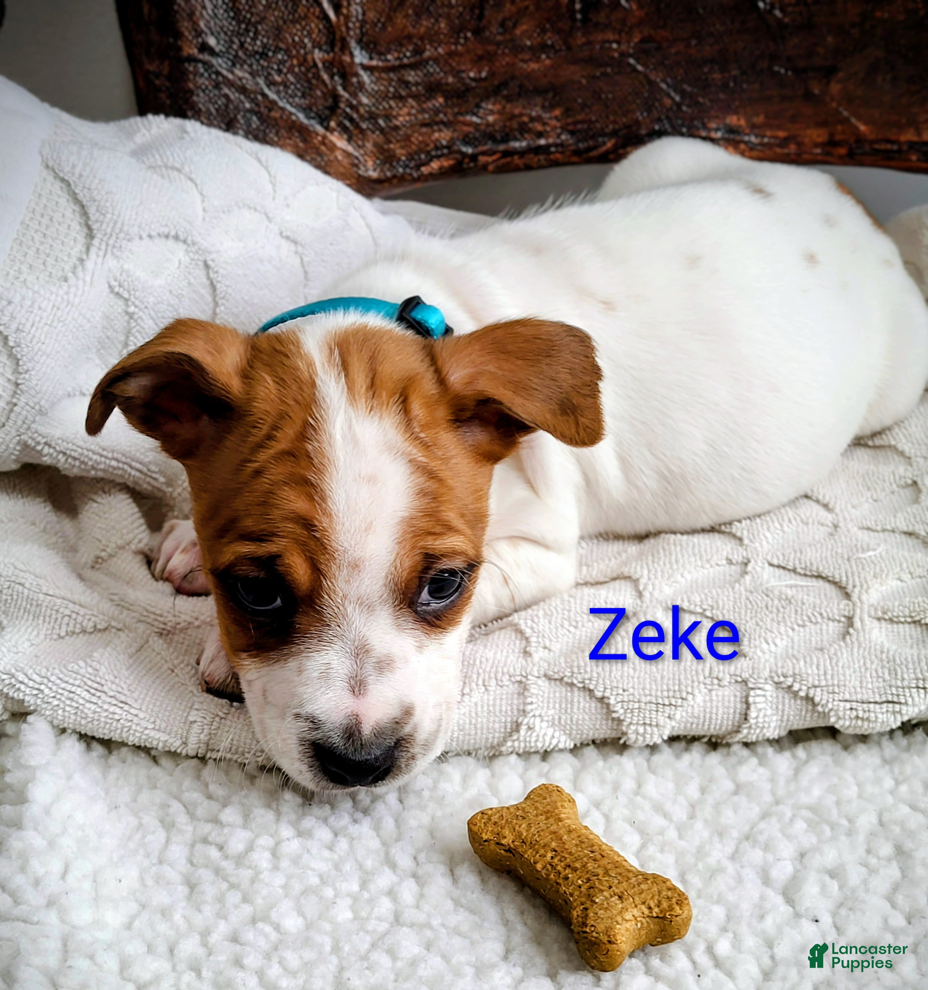 Jack Russell Terrier dogs Jack Russell Terrier Puppy 2 - Ad 2
