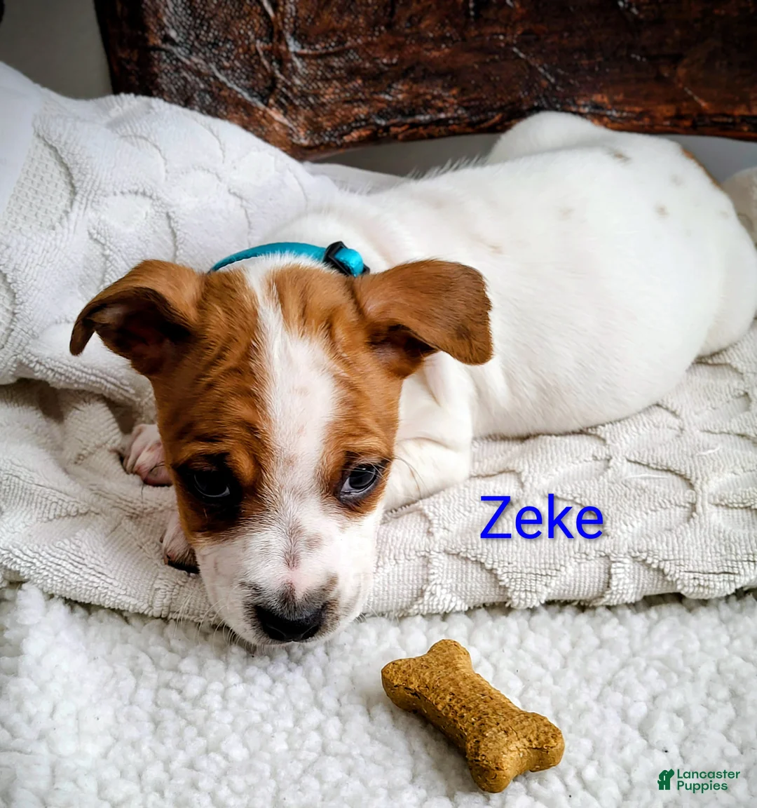 Jack Russell Terrier dogs for sale: Jack Russell Terrier Puppy 2 - Ad 2