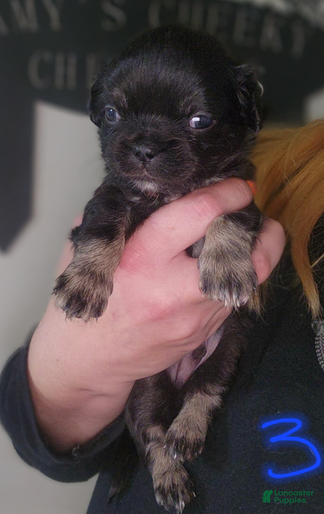 Chihuahua dogs for sale: Boy 3- Black tricolored  - Ad 1