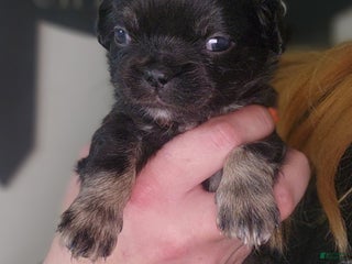 Chihuahua dogs Boy 3- Black tricolored - Ad 16