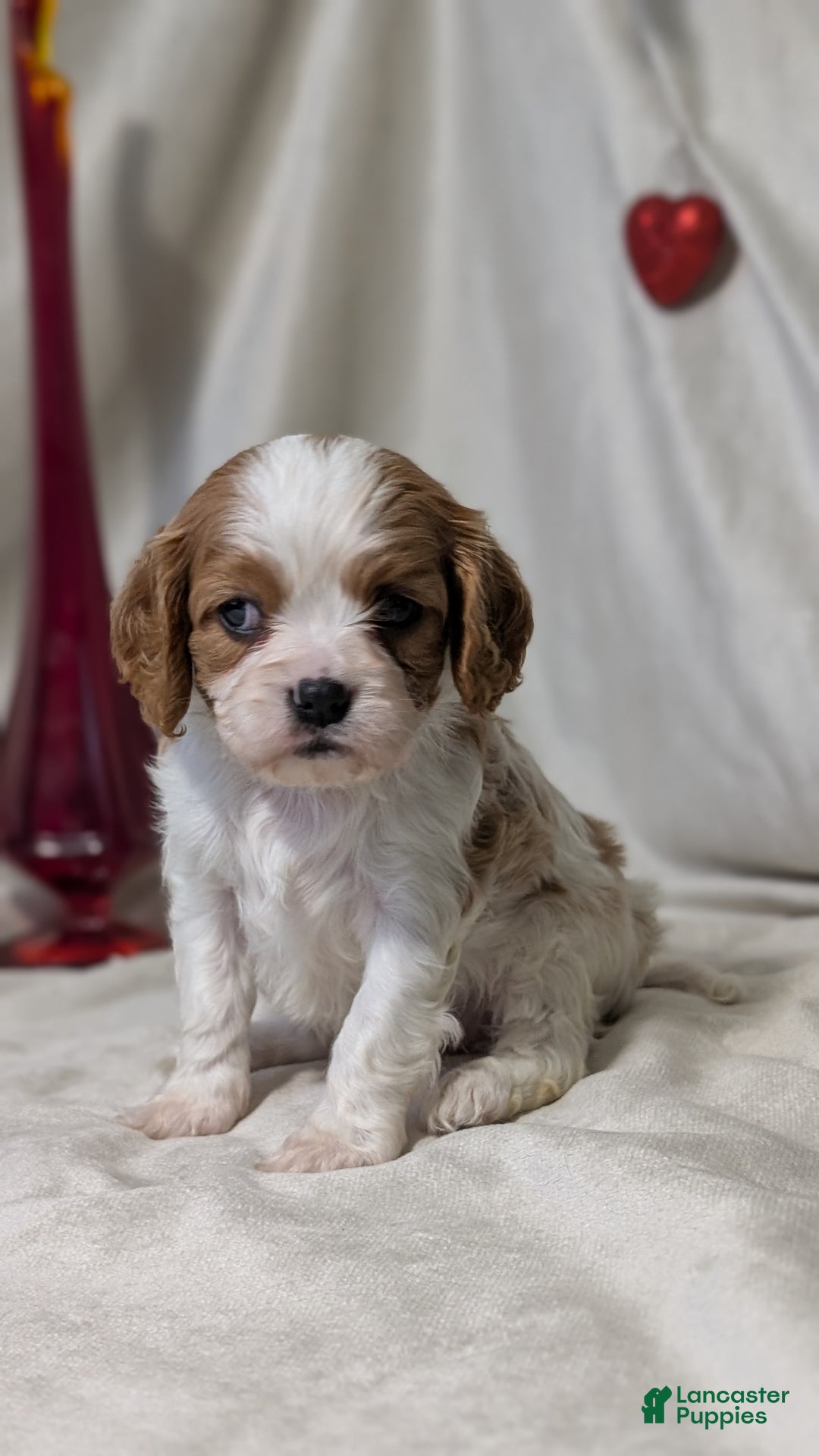 Cavalier King Charles Spaniel dogs for sale: River - Ad 2