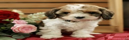 Cavachon dogs for sale: Abigail  - Ad 1