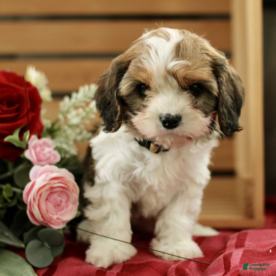 Cavachon dogs for sale: Abigail  - Ad 1