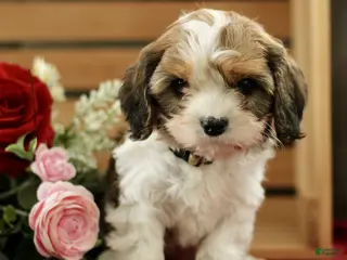 Cavachon dogs Abigail - Ad 27