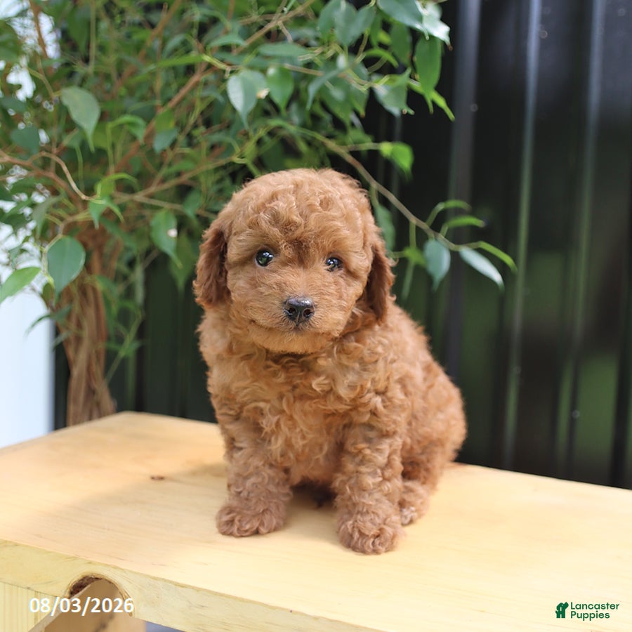 Miniature Poodle dogs Lincoln - Ad 2