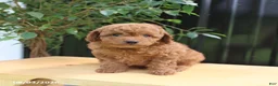 Miniature Poodle dogs for sale: Lincoln - Ad 2