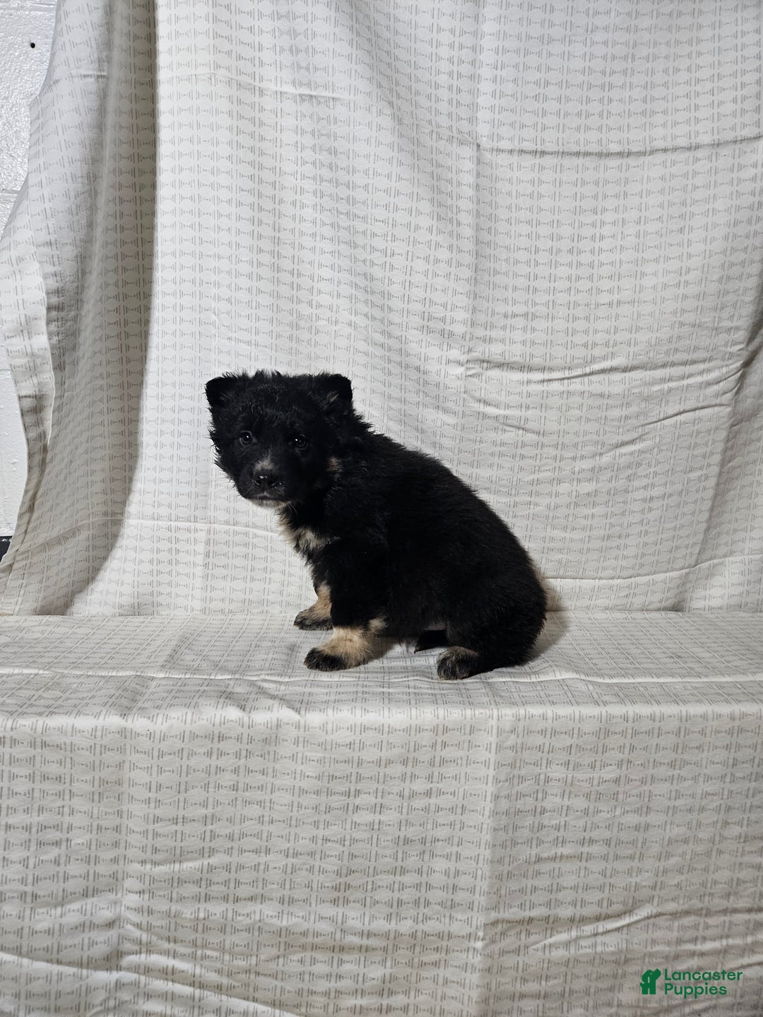 Mixed Breed dogs for sale: Cole - Ad 2