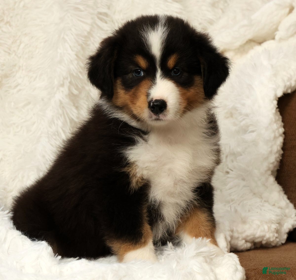 Australian Shepherd dogs Sophie - Ad 2