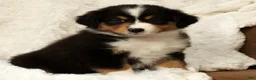 Australian Shepherd dogs for sale: Sophie - Ad 2