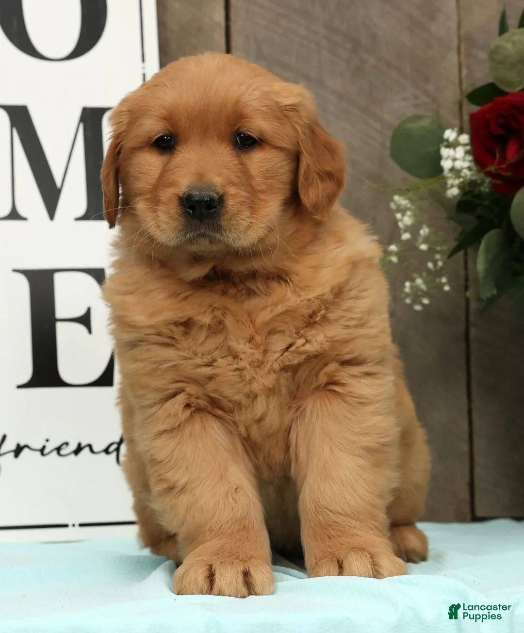 Golden Retriever dogs for sale: Addie - Ad 1