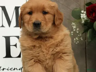 Golden Retriever dogs for sale: Addie - Ad 2