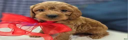 Cavapoo dogs for sale: Grub - Ad 13