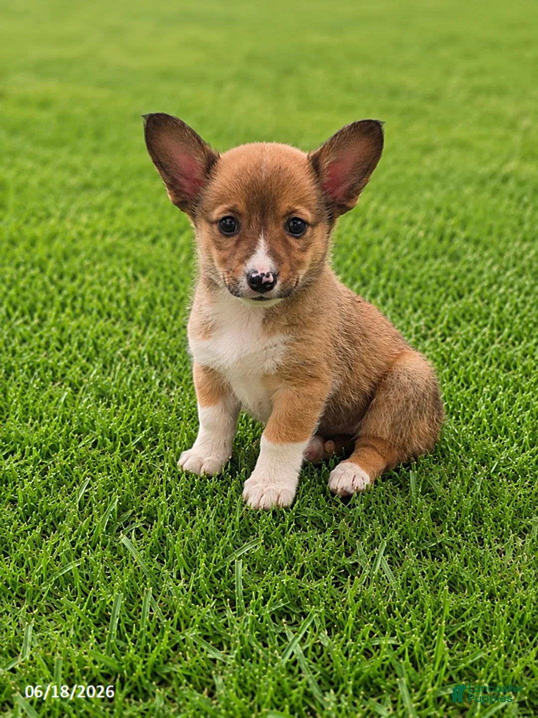 Mixed Breed dogs for sale: Cuddles - Ad 1