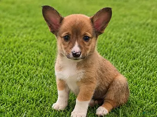 Mixed Breed dogs for sale: Cuddles - Ad 2