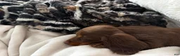 Dachshund dogs for sale: Dachshund 1 - Ad 6