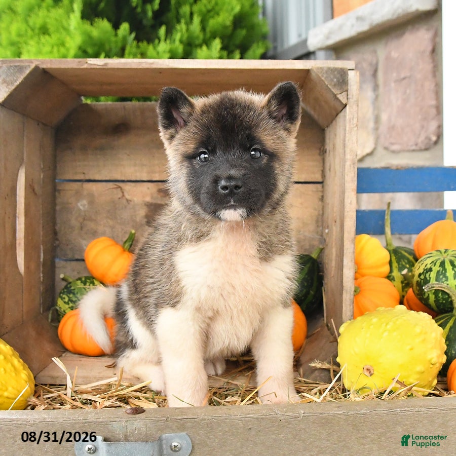Akita dogs Nadia - Ad 2