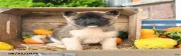 Akita dogs for sale: Nadia - Ad 2