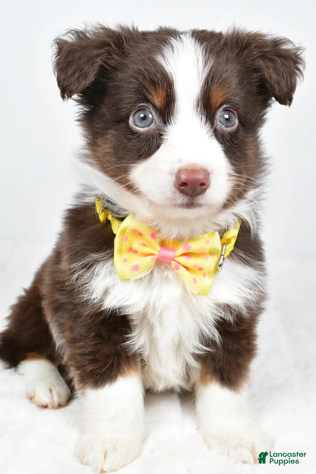 Miniature Australian Shepherd dogs for sale: Lincoln - Ad 6
