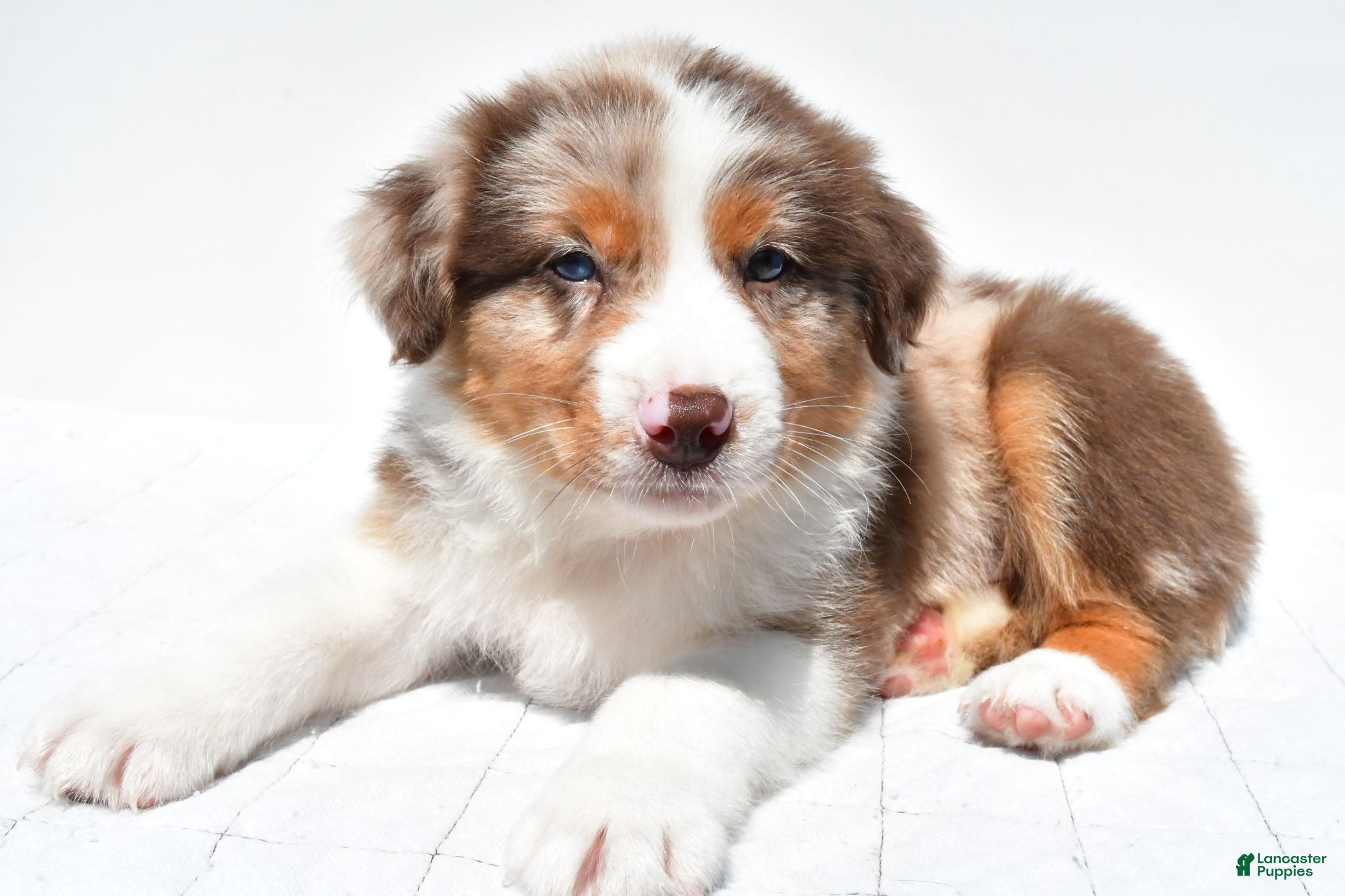 Australian Shepherd dogs Jay - Ad 1