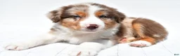 Australian Shepherd dogs for sale: Jay - Ad 1