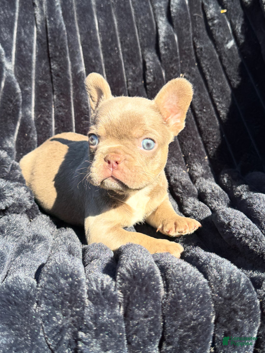 French Bulldog dogs for sale: French Bulldog Puppy 3 - Ad 1