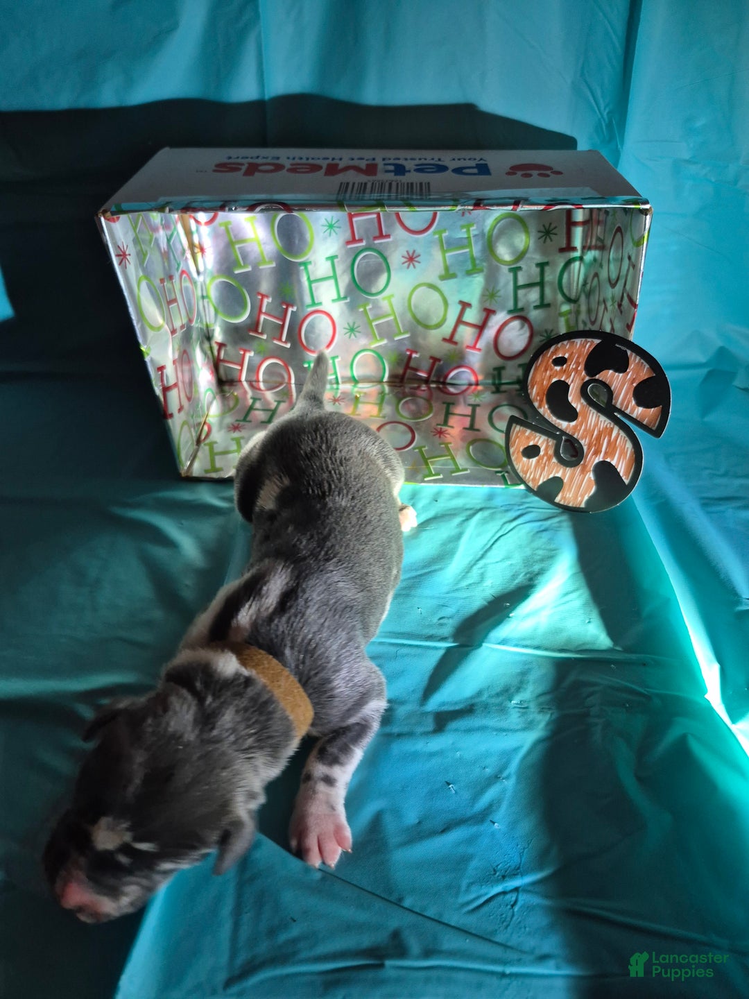 Great Dane dogs for sale: Santa - Ad 1