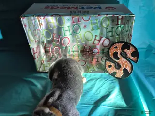 Great Dane dogs Santa - Ad 30