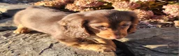 Miniature Dachshund dogs for sale: Dolly - Ad 8