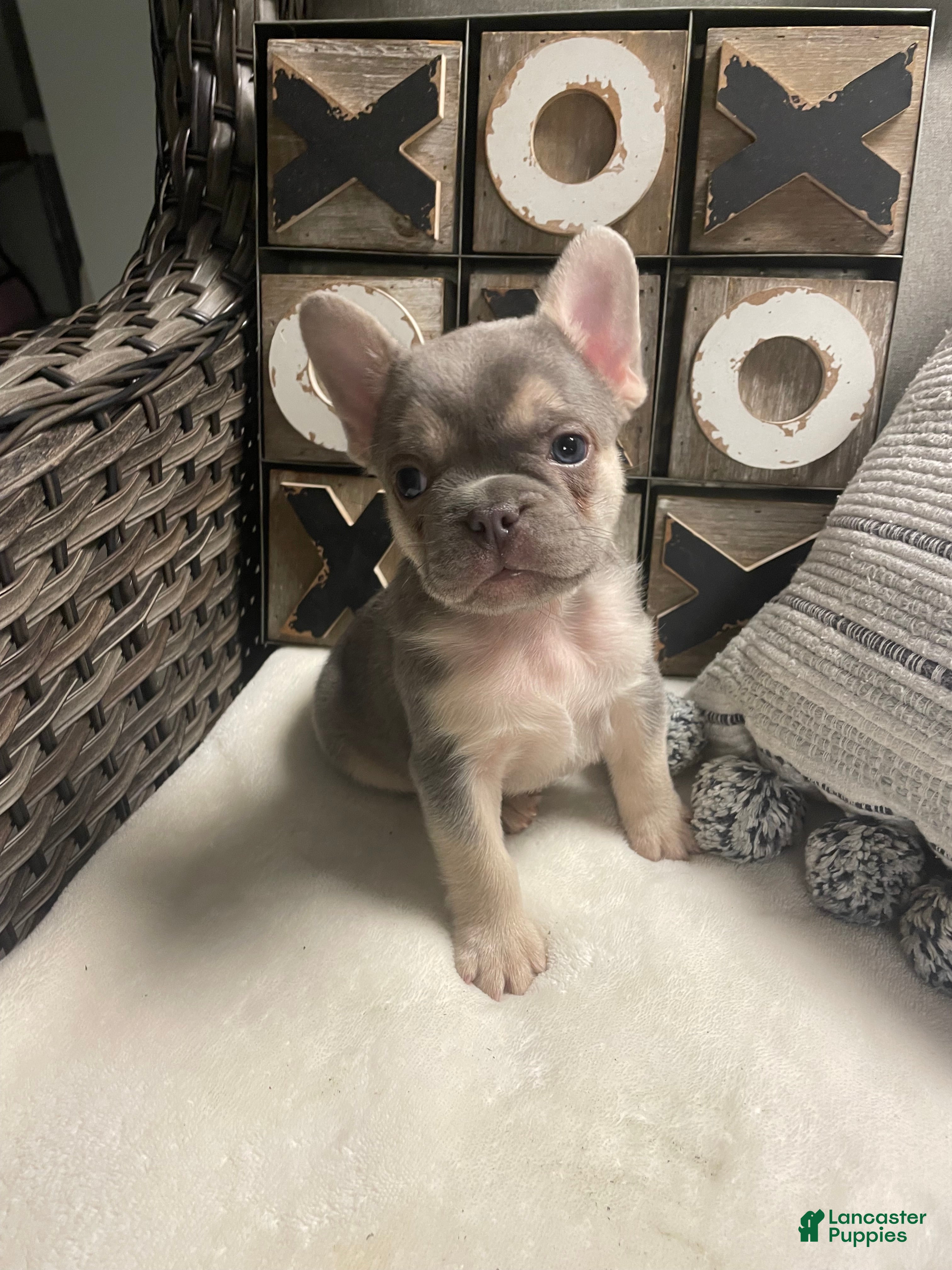 French Bulldog dogs French Bulldog Puppy 4 - Ad 11