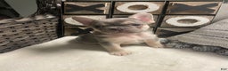 French Bulldog dogs for sale: French Bulldog Puppy 4 - Ad 1
