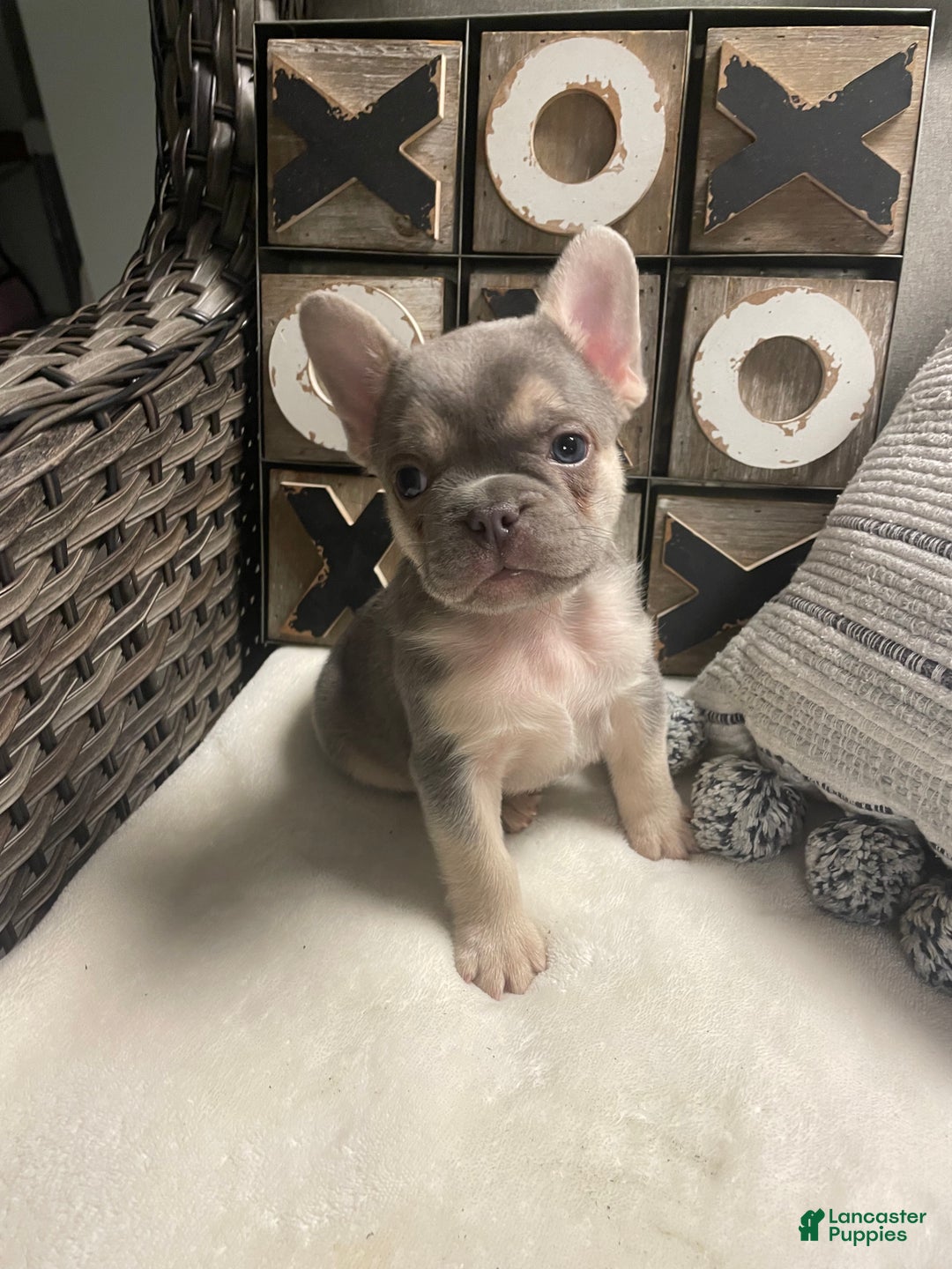 French Bulldog dogs for sale: French Bulldog Puppy 4 - Ad 1